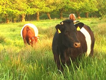 Cows in field