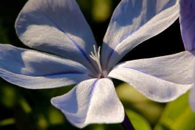 Close-up of flower blooming outdoors