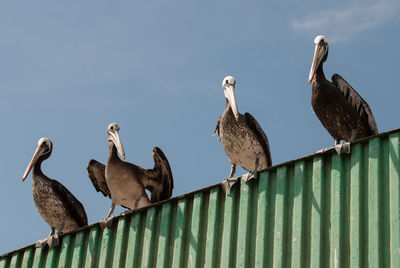 Low angle view of pelicans perching on fence against sky