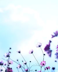 Close-up of pink flowers against sky