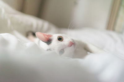 Close-up portrait of a cat