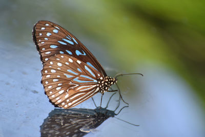 Close-up of butterfly on leaf