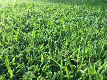 Full frame shot of grass growing in field