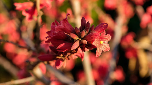 Close-up of red flowering plant