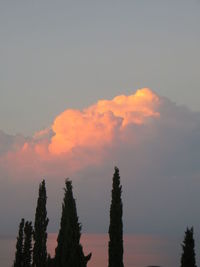 Low angle view of trees against sky during sunset