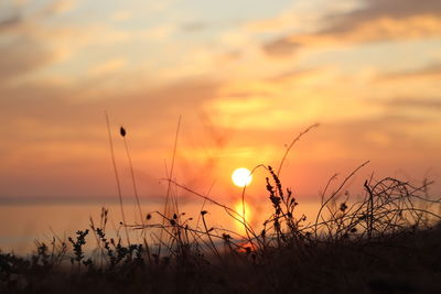 Silhouette plants on field against orange sky