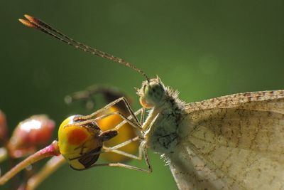 Close-up of insect