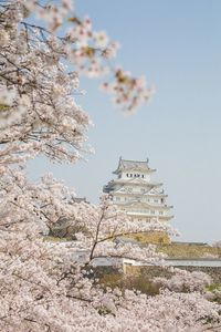 Low angle view of cherry blossoms against sky