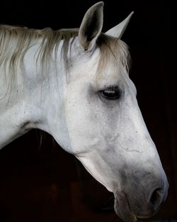 Close-up of horse in stable