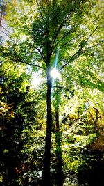 Low angle view of trees in forest