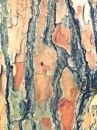 Full frame shot of tree trunk
