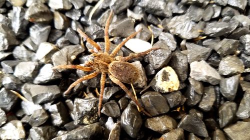 High angle view of spider on stone wall