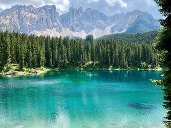 Panoramic view of pine trees by lake against mountains