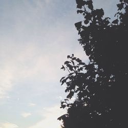 Low angle view of trees against sky