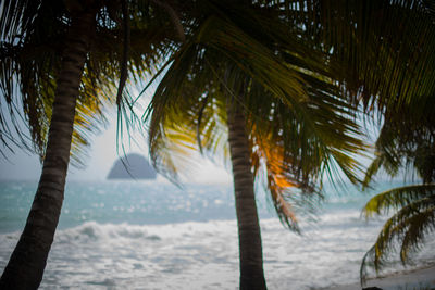 Palm trees by sea against sky