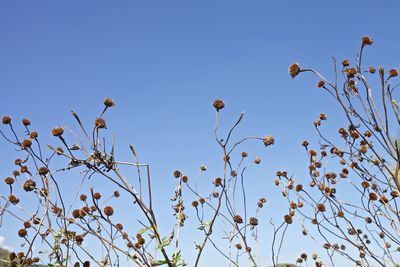 Low angle view of flowers against clear sky