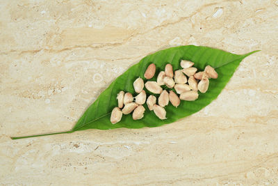 High angle view of green leaves on stones