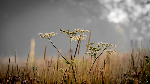 Close-up of wilted flower on field