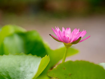 Close-up of pink water lily