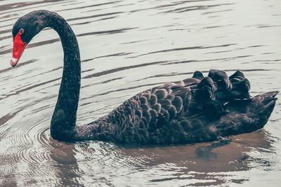 Swan swimming in lake