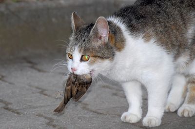 Close-up of a cat looking away