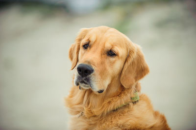 Close-up portrait of golden retriever