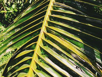 Close-up of palm leaves