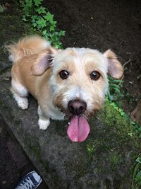 Close-up portrait of puppy