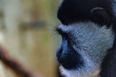 Close-up of monkey