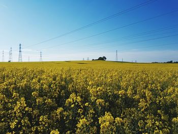Scenic view of oilseed rape field against sky