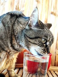 Close-up of horse drinking water on table