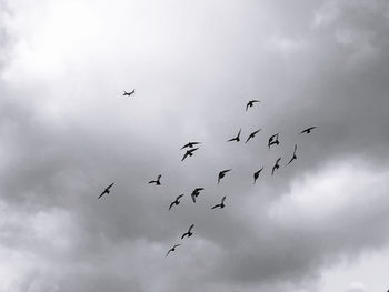 Low angle view of birds flying in sky