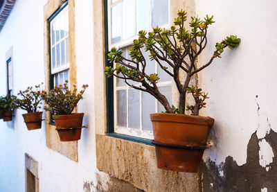 Potted plant against building