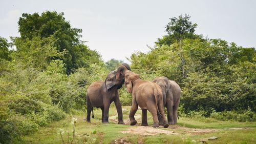 Elephant in a field