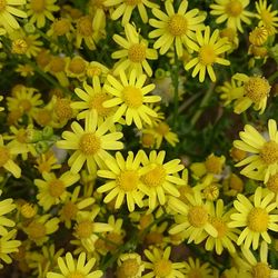 Full frame shot of yellow flower