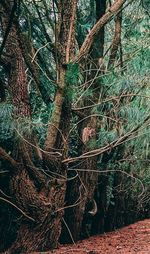 Trees growing in forest