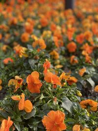 Close-up of orange flowers