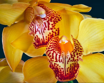 Close-up of yellow flowering plant