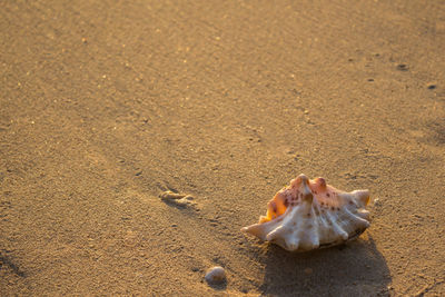 High angle view of seashell on sand at beach