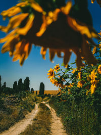 Footpath amidst trees on field against sky