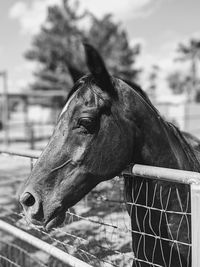 Close-up of horse in ranch