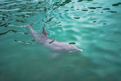 High angle view of fish swimming in sea