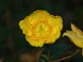 Macro shot of yellow flower