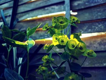 Close-up of yellow leaf on plant