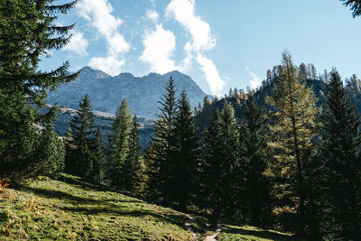 Pine trees in forest against sky