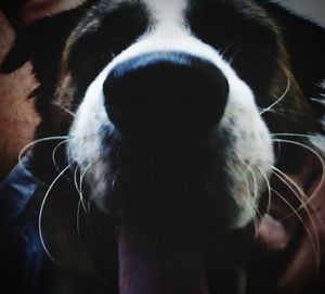 Close-up portrait of dog