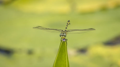 Close-up of dragonfly on plant