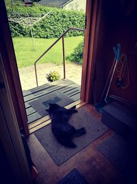 Dog sitting by window