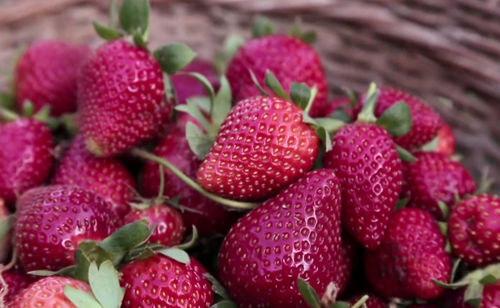 Close-up of strawberries