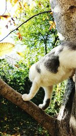 Close-up of cat